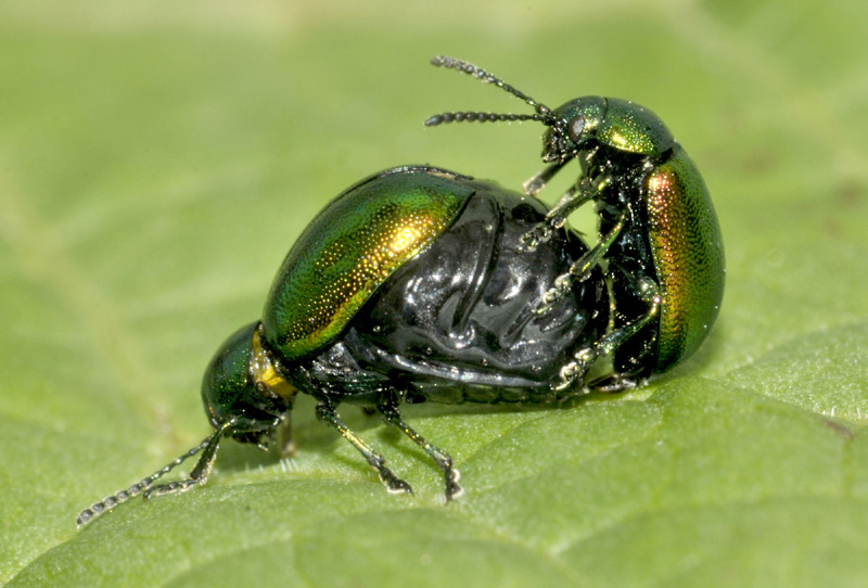 Chrysomelidae: Gastrophysa viridula
